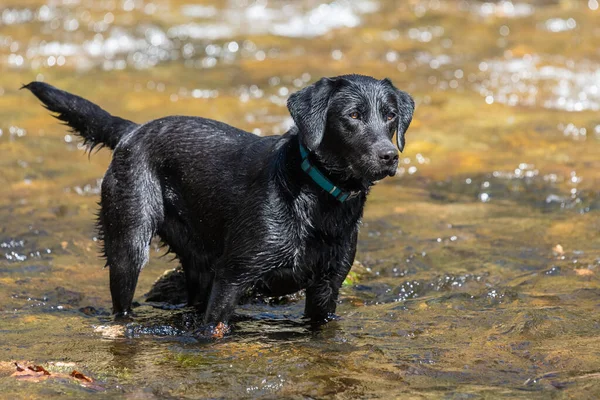 Nehirde duran siyah bir Labrador portresi