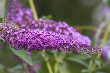 Kelebek çalılığındaki pembe çiçekleri kapat (buddleja davidii)