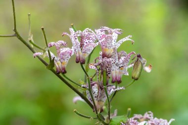 Kurbağa zambağı (tricyrtis hirta) çiçeklerinin açılışını kapat