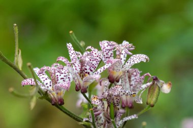 Kurbağa zambağı (tricyrtis hirta) çiçeklerinin açılışını kapat