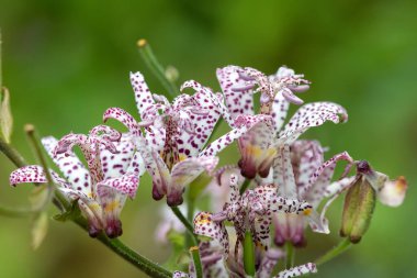 Kurbağa zambağı (tricyrtis hirta) çiçeklerinin açılışını kapat