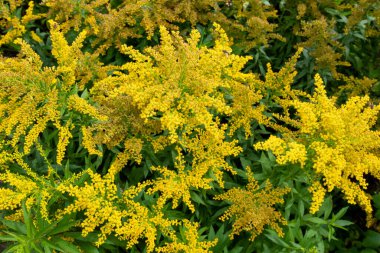 Çiçeklerin açtığı kırışıklık altın sarısına (solidago rugosa) yakın plan