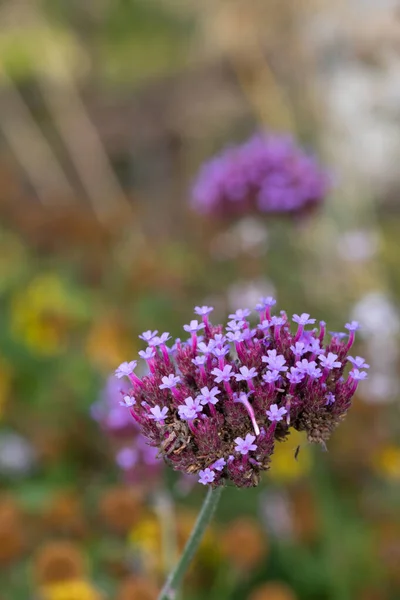 Close Purpletop Verbena Verbena Bonariensis Flor — Fotografia de Stock