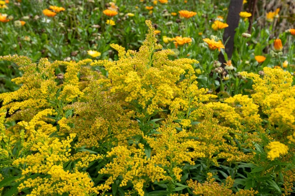 Close Wrinkleleaf Goldenrod Solidago Rugosa Flowers Bloom — Stock Photo, Image