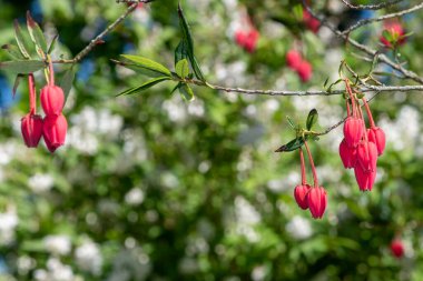 Şili fener ağacının (crinodendron fahişesi) çiçekleri kapat)