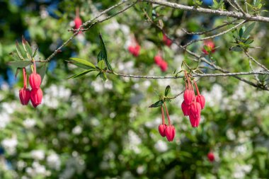 Şili fener ağacının (crinodendron fahişesi) çiçekleri kapat)