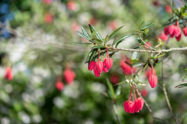 Şili fener ağacının (crinodendron fahişesi) çiçekleri kapat)