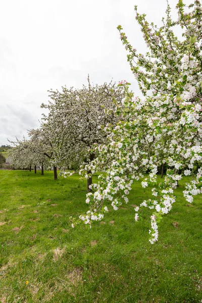 Apfelblüte Einem Altmodischen Apfelweingarten — Stockfoto