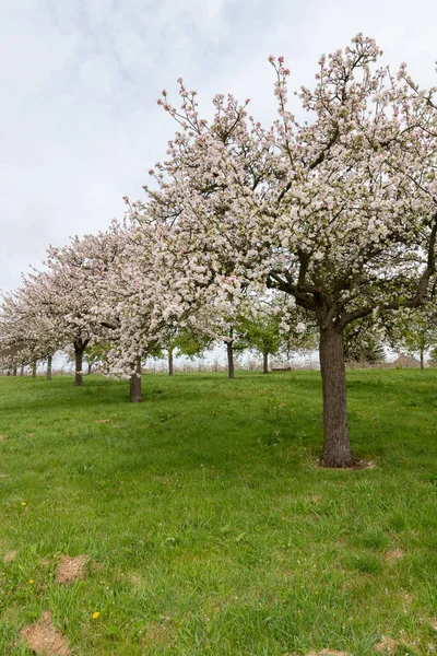 stock image Apple blossom in bloom in an old fashioned cider orchard