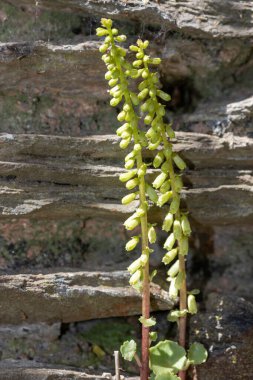 Göbek otu (umbilicus rupestris) bir duvarın dışında büyümekte