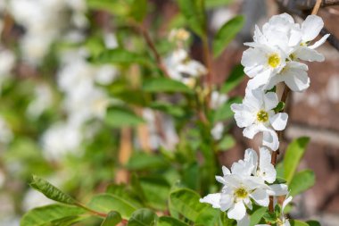 Çiçekler açan sıradan inci çalılarını (exochorda racemosa) kapatın