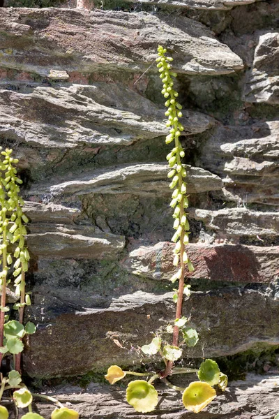 Close Navelwort Umbilicus Rupestris Growing Out Wall — Stock Photo, Image