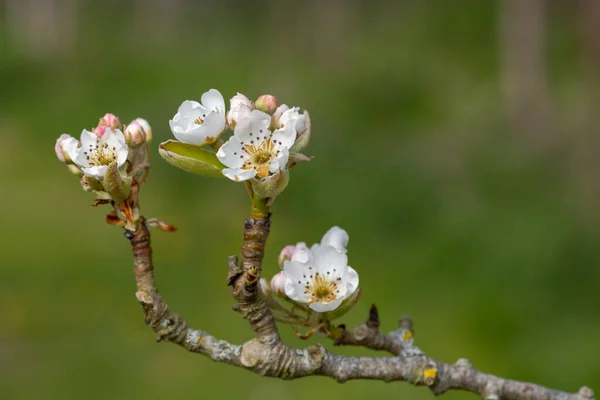 stock image Close up of conference  pear blossom