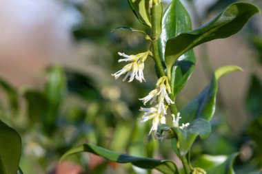 Tatlı bir kutunun üzerindeki çiçekleri kapat (sarcococca conusa)