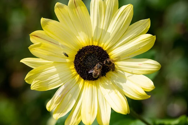 Nahaufnahme Eines Sonnenblumenkopfes — Stockfoto