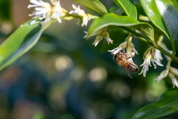 stock image Close up of a honey bee pollinating flowers on a sweet box (sarcococca confusa) shrub