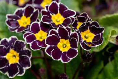 Çiçekler açan siyah gümüşe sarılmış çuha çiçeği (primula victoriana)
