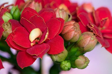 Kızıl Madagaskar dullarının Macro çekimi heyecan verici (kalanchoe blossfeldiana) çiçekler