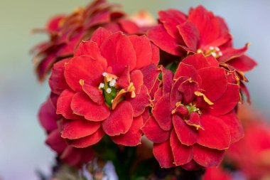 Kızıl Madagaskar dullarının Macro çekimi heyecan verici (kalanchoe blossfeldiana) çiçekler