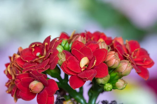 stock image Macro shot of red Madagascar widows thrill (kalanchoe blossfeldiana) flowers in bloom