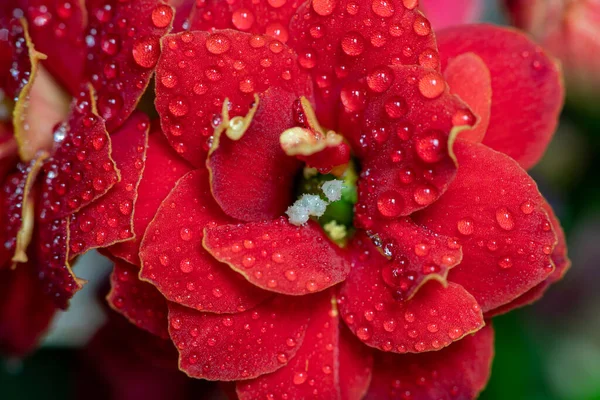 Квіти Червоного Мадагаскару Kalanchoe Blossfeldiana Вкриті Краплинами Води — стокове фото