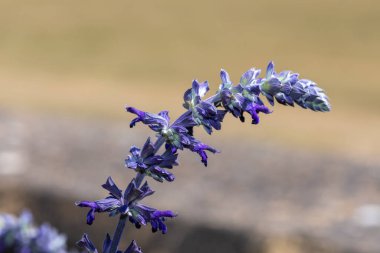 Çiçek açmış Salvia Longispicata çiçeğine yaklaş