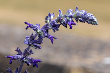 Çiçek açmış Salvia Longispicata çiçeğine yaklaş