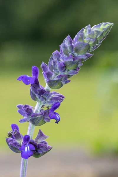 Zblízka Salvia Longispicata Květ Květu — Stock fotografie
