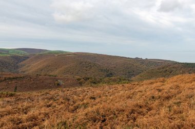 Exmoor Ulusal Parkı 'ndaki Horner Ormanı' ndaki sonbahar renklerinin manzara fotoğrafı.