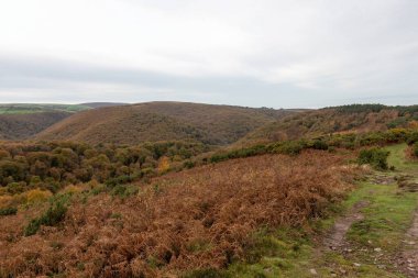 Exmoor Ulusal Parkı 'ndaki Horner Ormanı' ndaki sonbahar renklerinin manzara fotoğrafı.