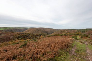 Exmoor Ulusal Parkı 'ndaki Horner Ormanı' ndaki sonbahar renklerinin manzara fotoğrafı.