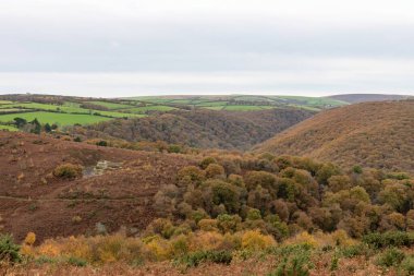 Exmoor Ulusal Parkı 'ndaki Horner Ormanı' ndaki sonbahar renklerinin manzara fotoğrafı.