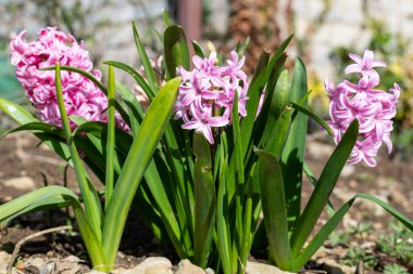 Çiçek açan pembe sümbül (sümbül orientalis) çiçeklerini kapat