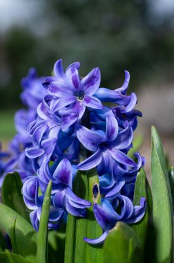 Çiçek açan bir mor sümbül (sümbül orientalis) çiçeğini kapat