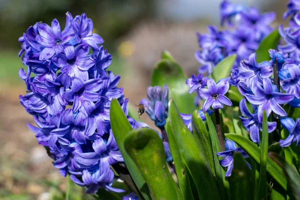 Zblízka Fialové Společné Hyacinth Hyacinthus Orientalis Květy Květu — Stock fotografie