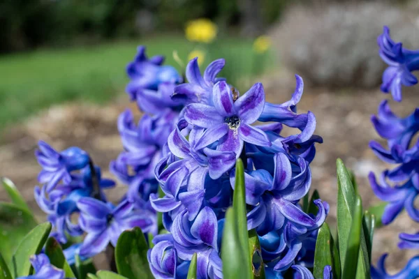 Gros Plan Jacinthe Commune Violette Hyacinthus Orientalis Fleurs Fleurs — Photo