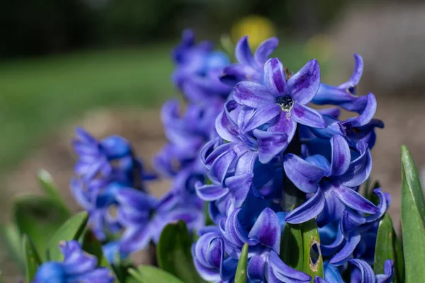 Blisko Purpurowe Pospolite Hiacynt Hiacynt Orientalis Kwiaty Rozkwicie — Zdjęcie stockowe