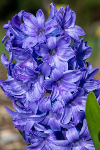 Primer Plano Una Flor Púrpura Jacinto Común Hyacinthus Orientalis Flor — Foto de Stock