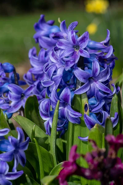 Närbild Lila Vanlig Hyacint Hyacinthus Orientalis Blomma Blom — Stockfoto