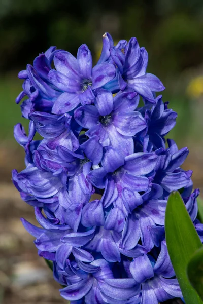Närbild Lila Vanlig Hyacint Hyacinthus Orientalis Blomma Blom — Stockfoto