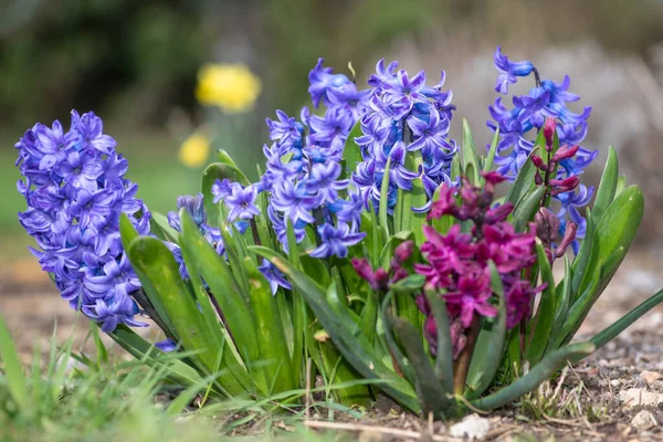 Zblízka Fialové Společné Hyacinth Hyacinthus Orientalis Květy Květu — Stock fotografie