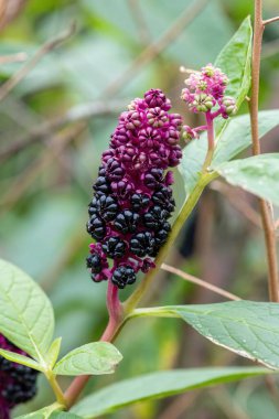 Çiçek açan Hint pokeweed (phytolacca acinosa) çiçeklerini kapat