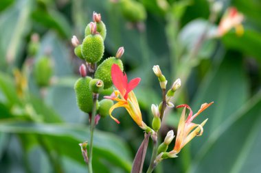 Çiçek açmış bir Hint çekimine (canna indica) yakın çekim