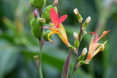 Çiçek açmış bir Hint çekimine (canna indica) yakın çekim