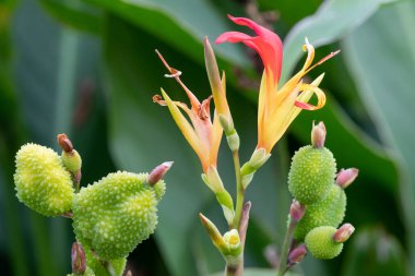 Çiçek açmış bir Hint çekimine (canna indica) yakın çekim