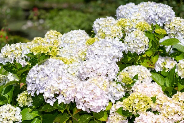 stock image Close up of white hydrangea flowers in bloom