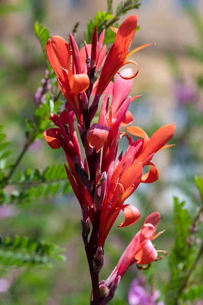 Nahaufnahme Einer Blühenden Indischen Blume Canna Indica — Stockfoto