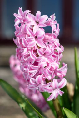 Çiçek açan pembe bir sümbül (hyacinthus orientalis) çiçeğini kapat