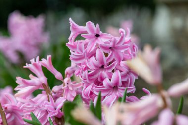 Çiçek açan pembe sümbül (sümbül orientalis) çiçeklerini kapat