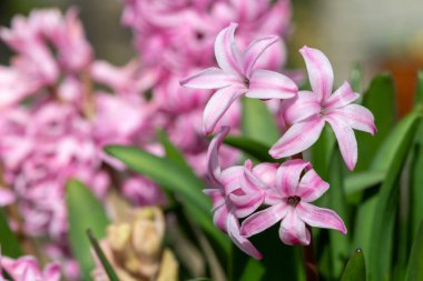 Çiçek açan pembe sümbül (sümbül orientalis) çiçeklerini kapat